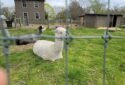 Queens County Farm Museum New York City