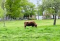 Queens County Farm Museum New York City